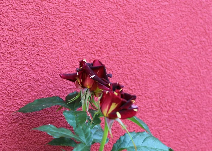 Bordo 招待所 奥布佐尔